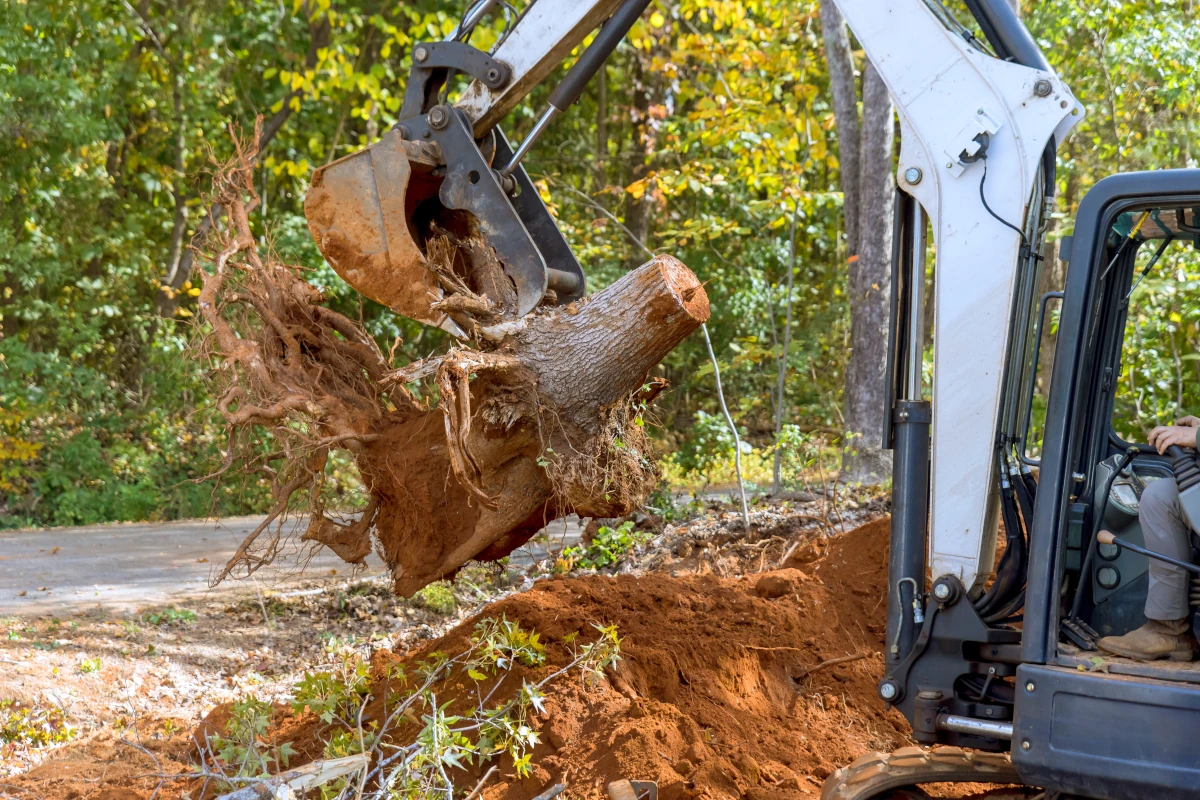 Stump Removal 1